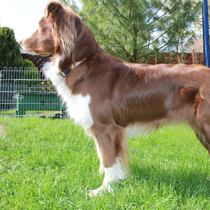 Australian Shepherd