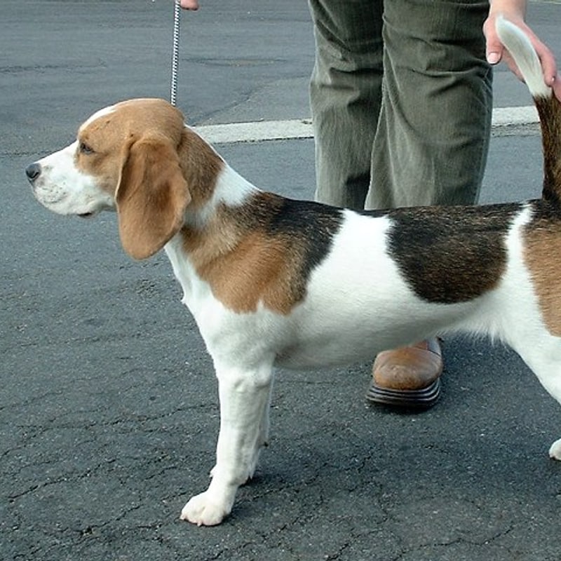 Beagle