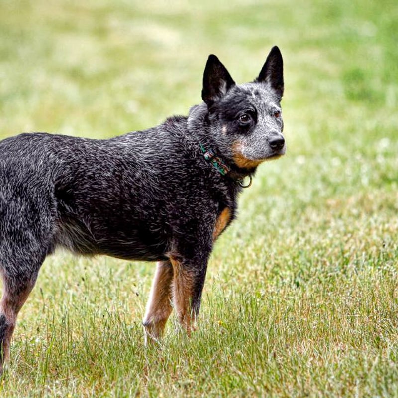 Blue Heeler (Australian Cattle Dog)