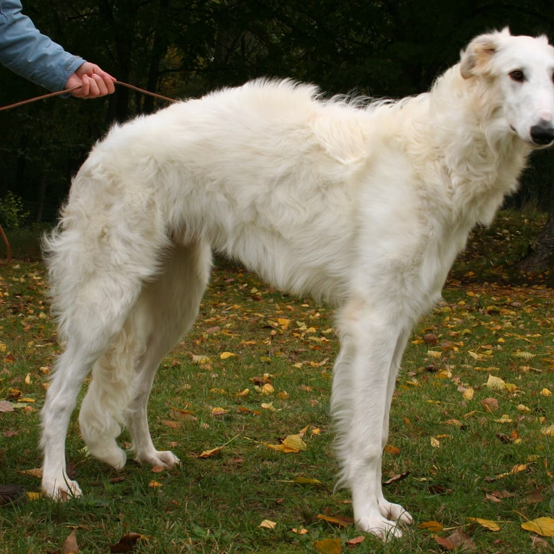 Borzoi (Russian Wolfhound)