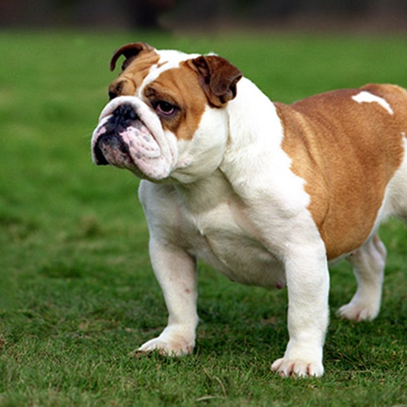English Bulldog