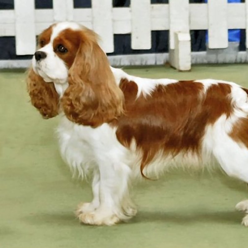 Cavalier King Charles Spaniel