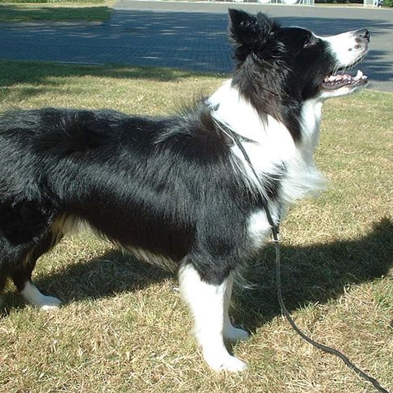 Border Collie