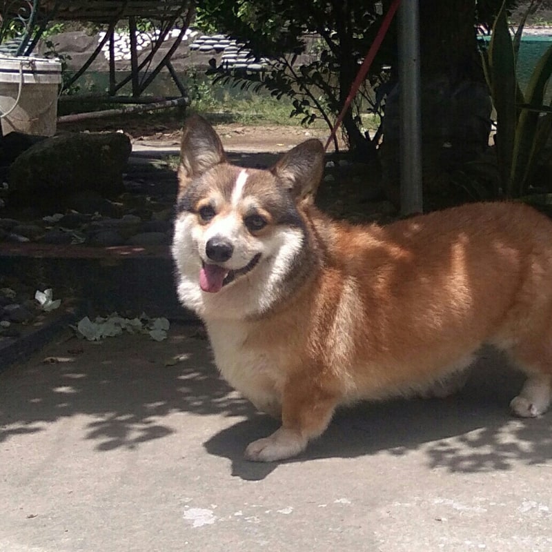 Welsh Corgi