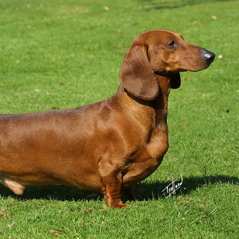 Dachshund