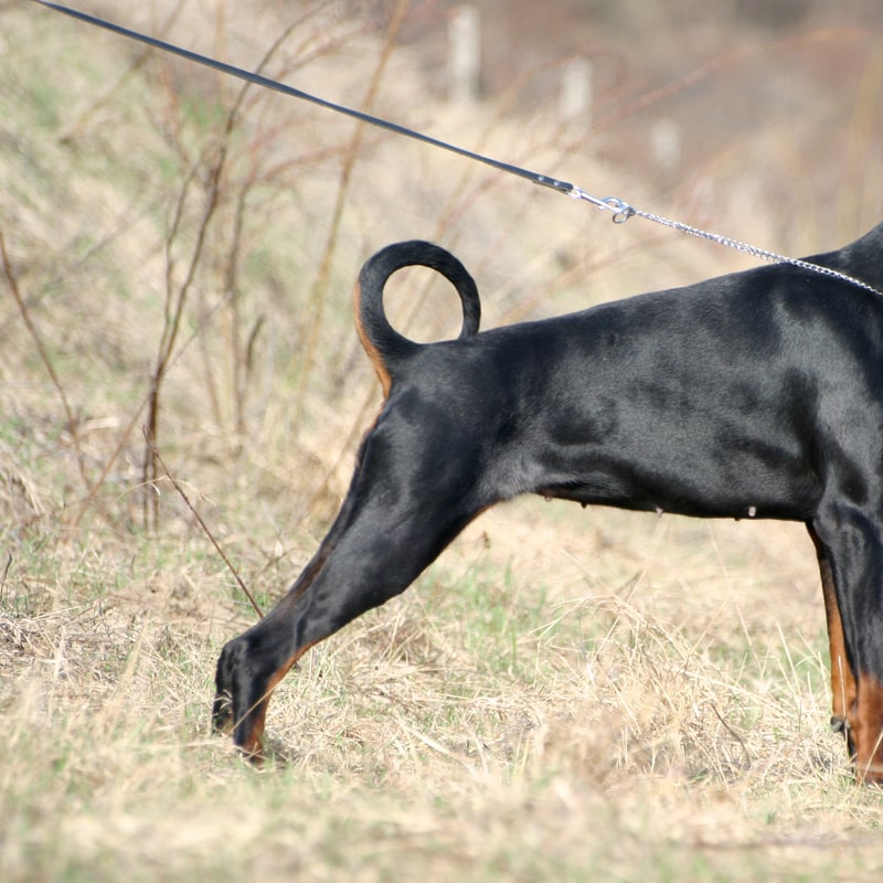 Doberman Pinscher