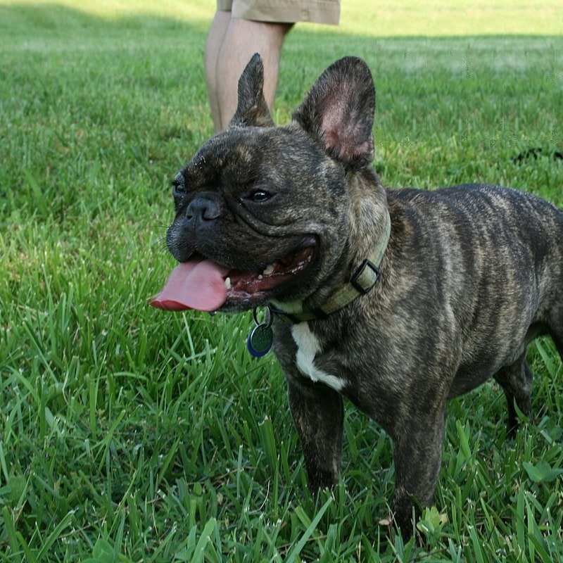 French Bulldog
