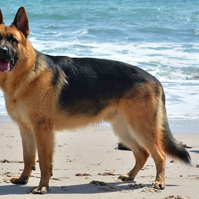 German Shepherd