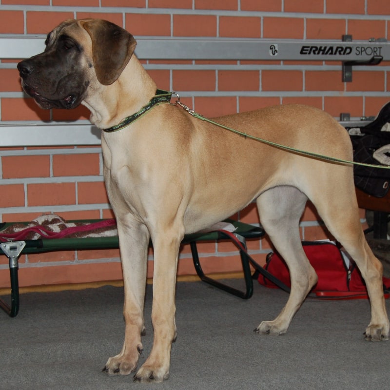 Great Dane