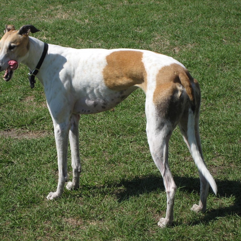 Greyhound