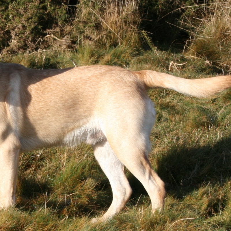 Labrador Retriever