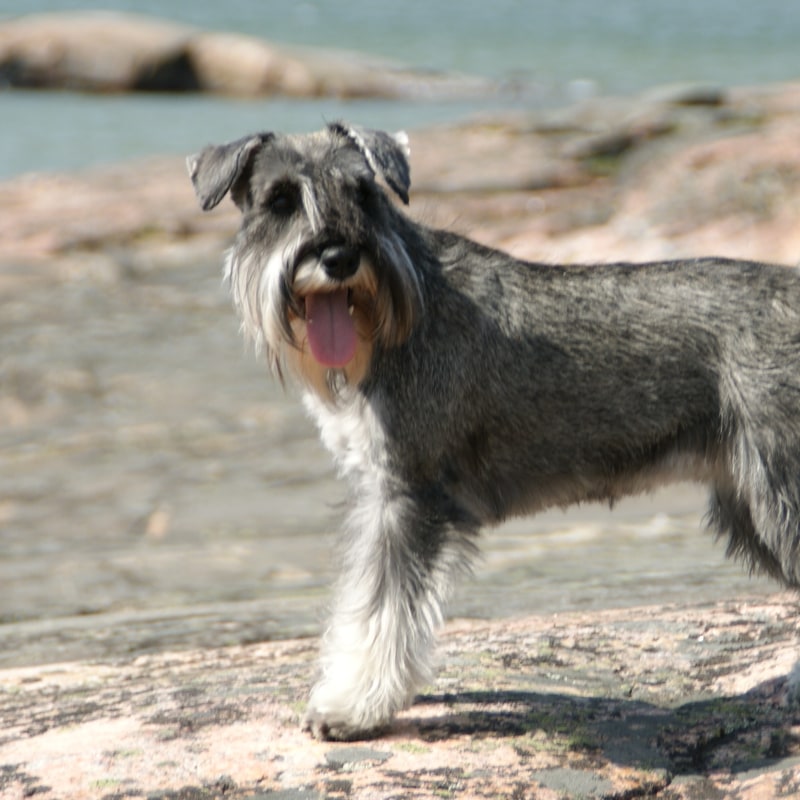 Miniature Schnauzer