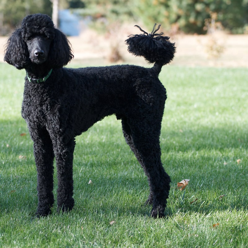 Poodle