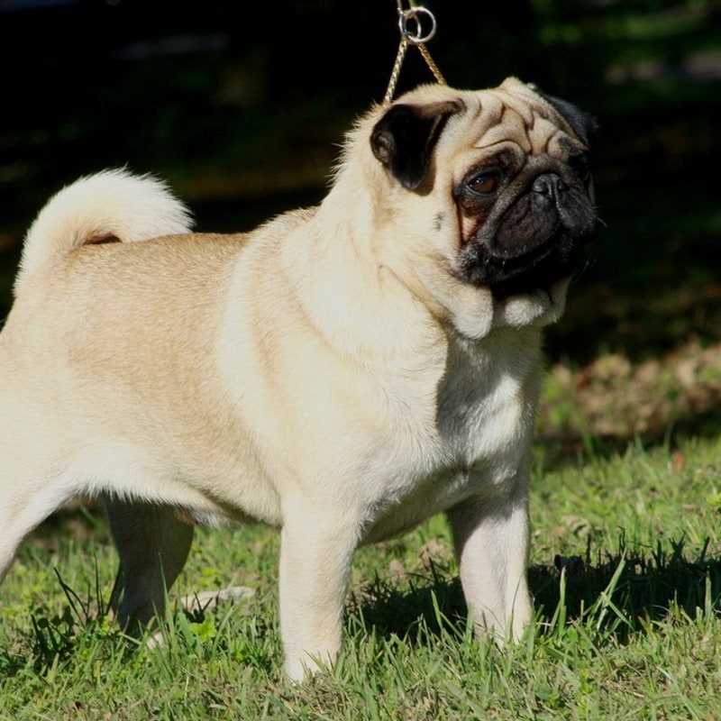 Pug