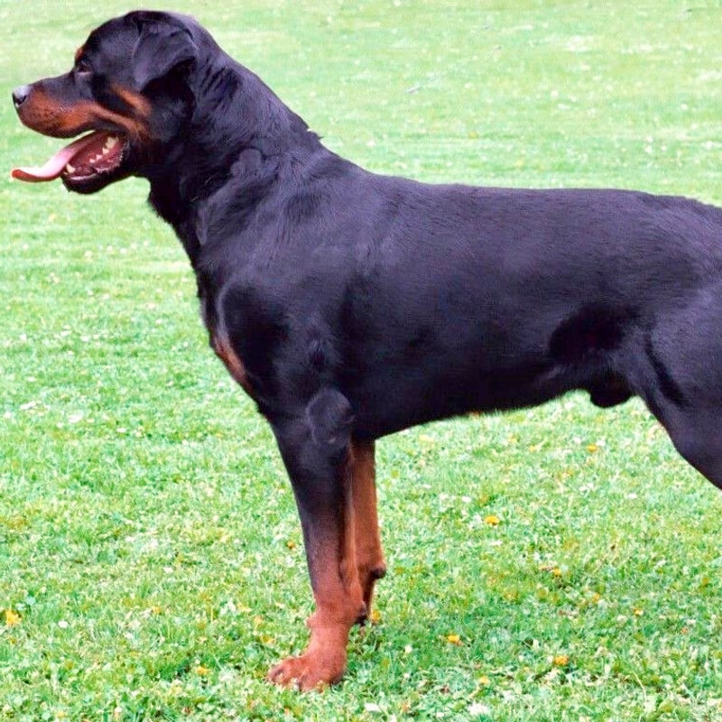 Rottweiler