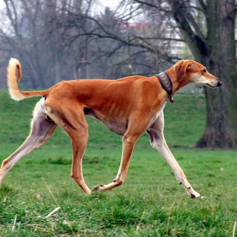 Saluki