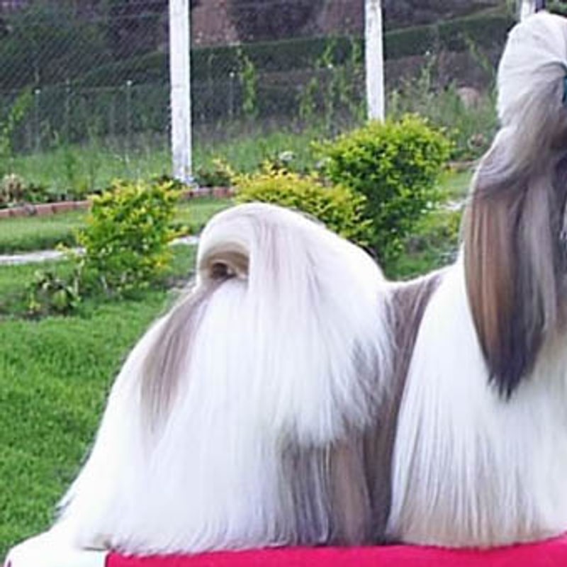 Shih Tzu