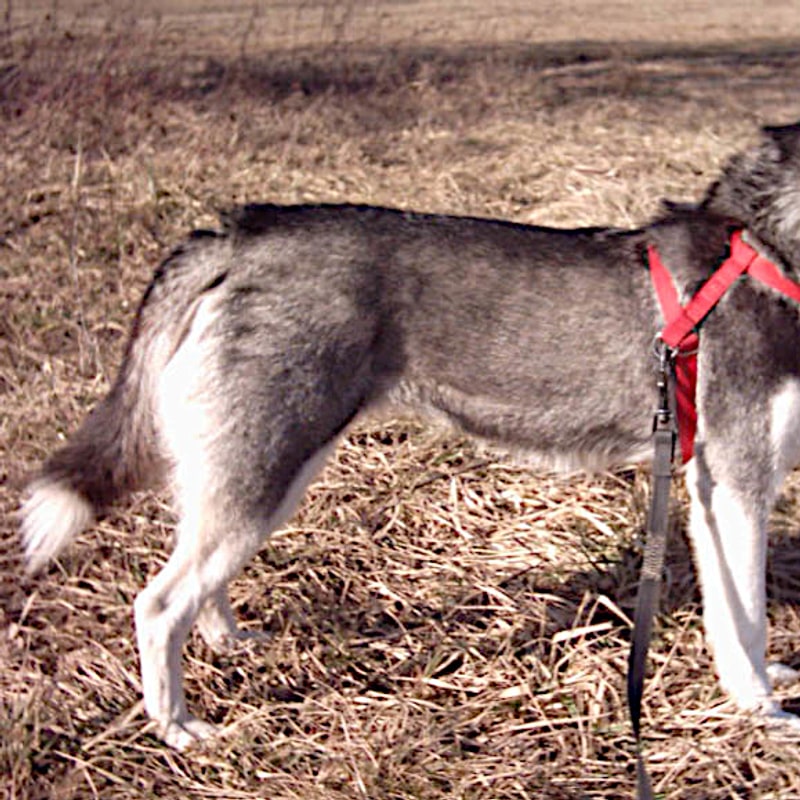 Siberian Husky