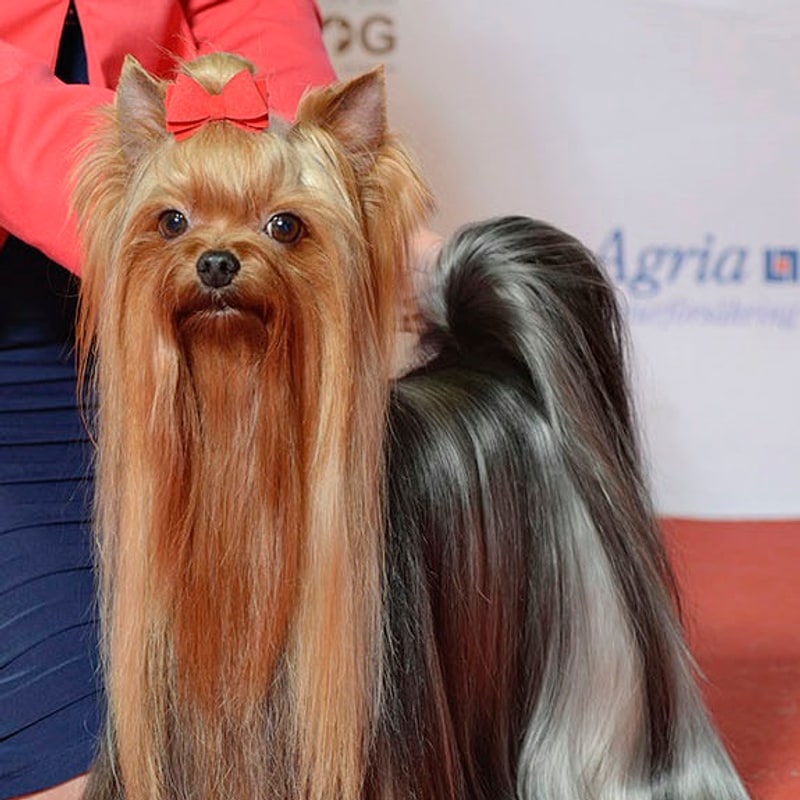 Yorkshire Terrier